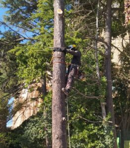 especialista poda arboles sin grua