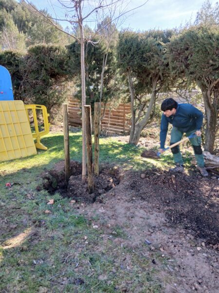 plantació arbres