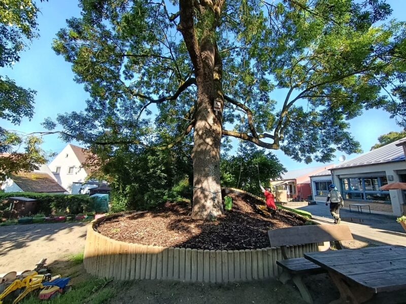 anclajes arboles